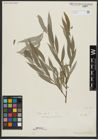 Foto von Salix alba L.